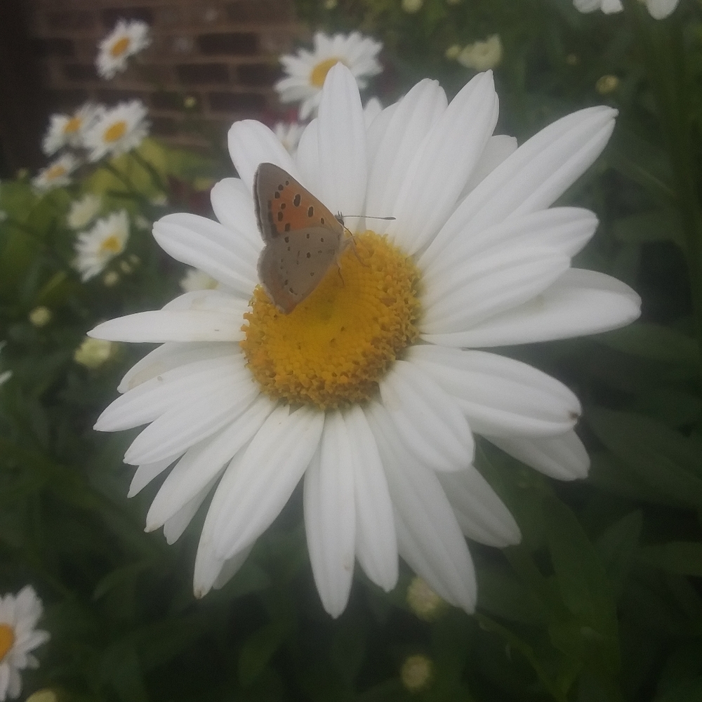 Meet your Posher, Shelley